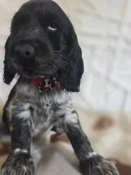 Cocker spaniel angielski pieski Mambo Moris Marco, , Goliszew 