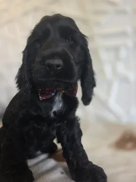 Cocker spaniel angielski pieski Mambo Moris Marco, , Goliszew 