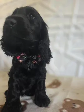 Cocker spaniel angielski pieski Mambo Moris Marco
