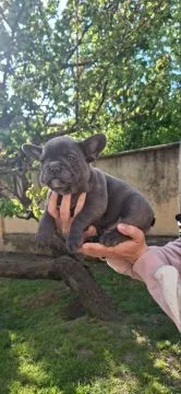 Buldog francuski Piękne, błękitne szczenięta na sprzedaż, Mazowieckie, Warszawa
