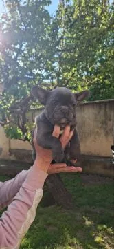 Buldog francuski Piękne, błękitne szczenięta na sprzedaż, Mazowieckie, Warszawa