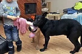 Salvo - przyjazny, majestetyczny, czarny pies - do adopcji, mazowieckie Warszawa