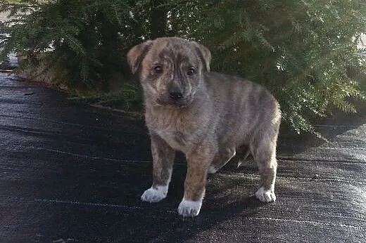 Bibi- 6tyg suczka do adopcji,  łódzkie Skierniewice