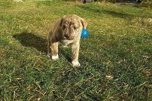 Bibi- 6tyg suczka do adopcji,  łódzkie Skierniewic