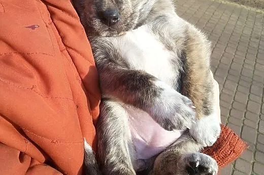 Bibi- 6tyg suczka do adopcji,  łódzkie Skierniewic