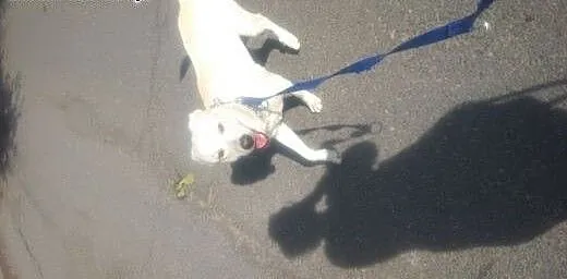 Oddam Labradora w dobre ręce!, śląskie Mikołów