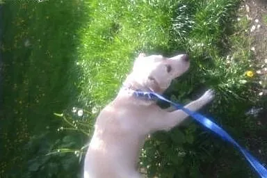Oddam Labradora w dobre ręce!,  śląskie Mikołów
