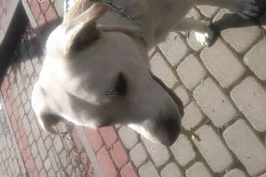 Oddam Labradora w dobre ręce!,  śląskie Mikołów