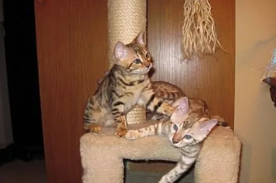 Bengalski kot- Są kocięta, przesliczne śniezne ben