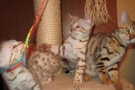 Bengalski kot- Są kocięta, przesliczne śniezne ben