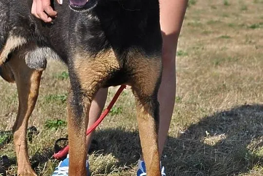 Cudny, podpalany Dyzio, SUPERPIES do adopcji!