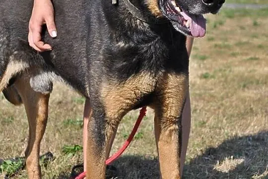 Cudny, podpalany Dyzio, SUPERPIES do adopcji!