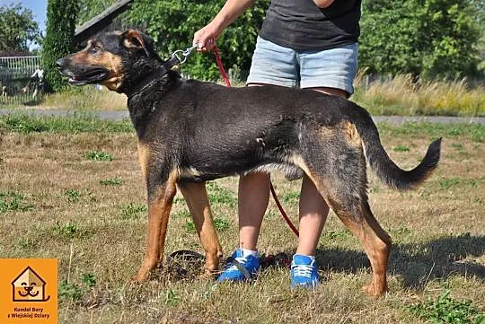 Cudny, podpalany Dyzio, SUPERPIES do adopcji!
