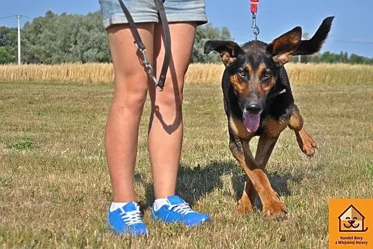 Cudny, podpalany Dyzio, SUPERPIES do adopcji!