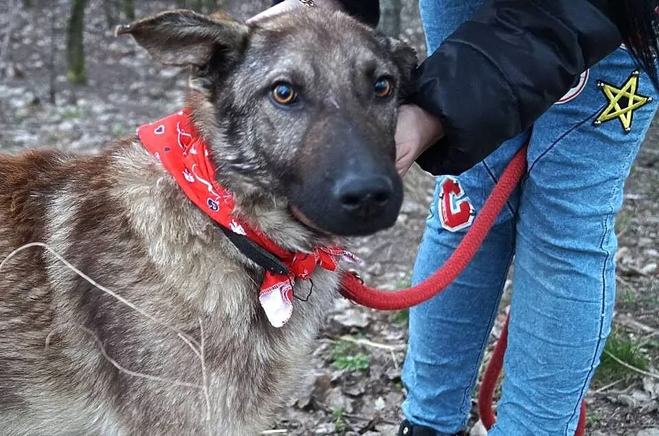 Azor z interwencji, PSI DZIECIAK pilnie szuka domu