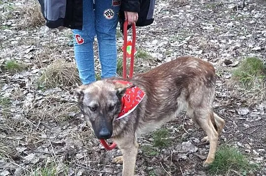 Azor z interwencji, PSI DZIECIAK pilnie szuka domu