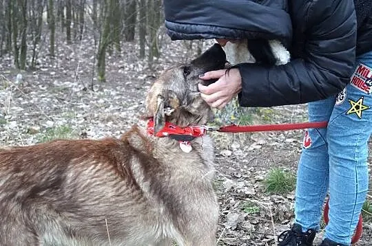 Azor z interwencji, PSI DZIECIAK pilnie szuka domu
