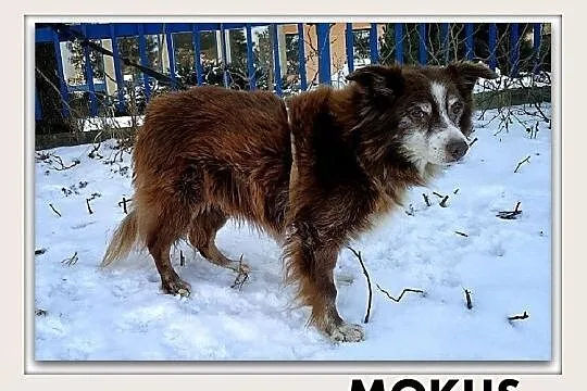 MOKUŚ,średni,przyjazny,spokojny,czekoladowy piesek.ADOPCJA, Małopolskie, Kraków