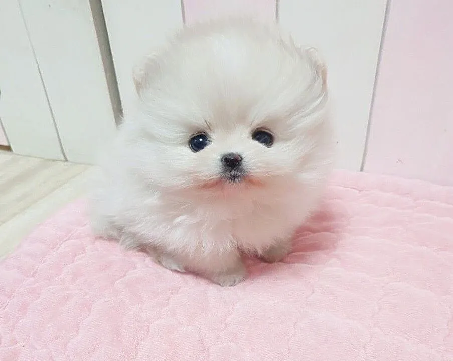 MINI POMERANIAN, Małopolskie, Tarnów