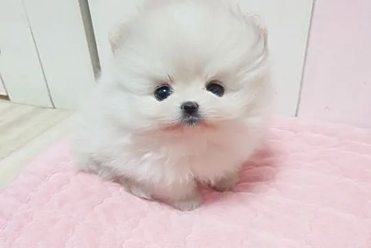 MINI POMERANIAN, Małopolskie, Tarnów