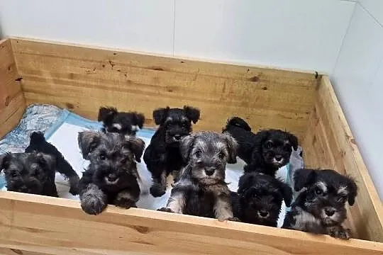 Sznaucer miniaturowy Pieprz i sól