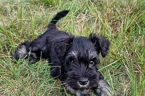 Sznaucer miniaturowy Pieprz i sól, Warmińsko-mazurskie, Elbląg