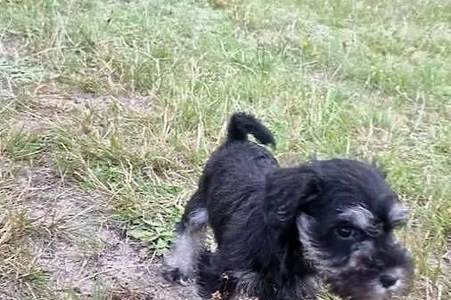 Sznaucer miniaturowy Pieprz i sól, Warmińsko-mazurskie, Elbląg