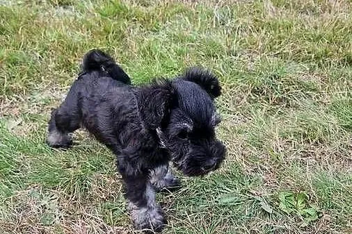 Sznaucer miniaturowy Pieprz i sól, Warmińsko-mazurskie, Elbląg