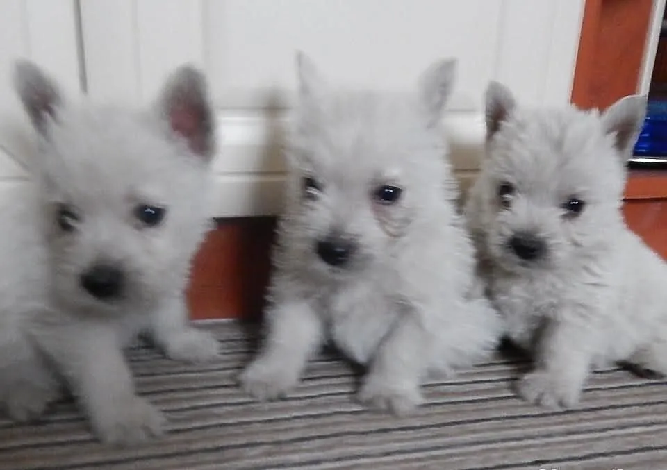 West West Highland Terrier szczenięta