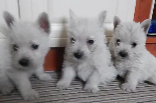 West West Highland Terrier szczenięta