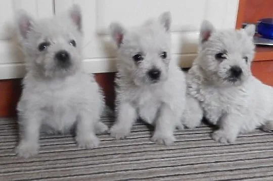 West West Highland Terrier szczenięta