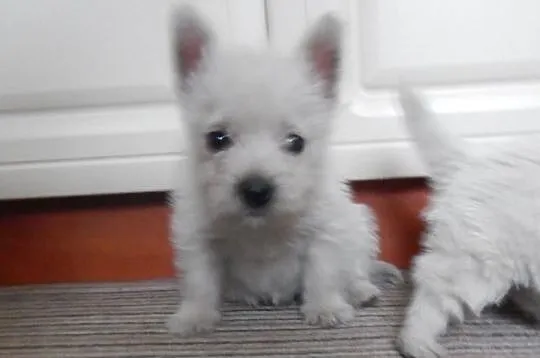 West West Highland Terrier szczenięta