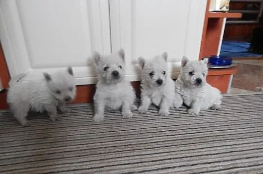 West West Highland Terrier szczenięta