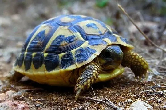 Żółw grecki (Testudo hermanni)