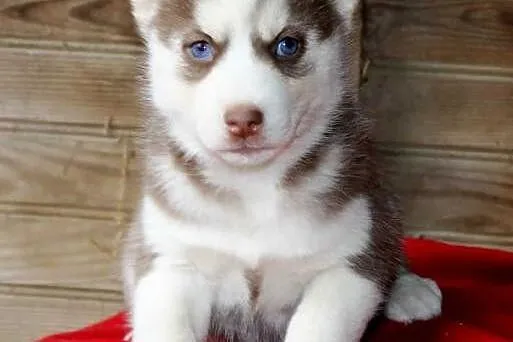 Męskie i żeńskie syberyjskie husky gotowe do przyj