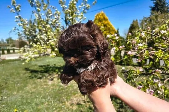 Shihtzu Shih TZU Choco Czekoladowy, Łódzkie, Żychlin