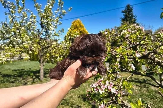 Shihtzu Shih TZU Choco Czekoladowy, Łódzkie, Żychlin