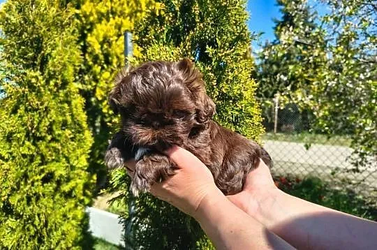 Shihtzu Shih TZU Choco Czekoladowy, Łódzkie, Żychlin