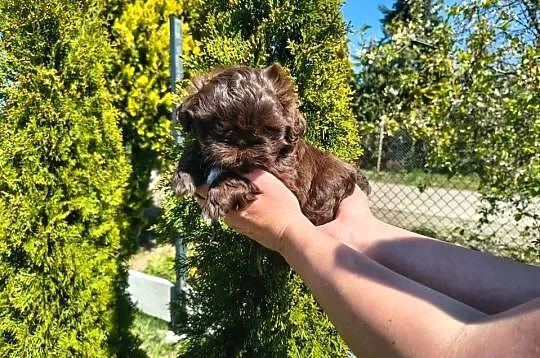 Shihtzu Shih TZU Choco Czekoladowy, Łódzkie, Żychlin