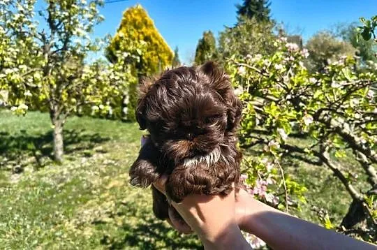 Shihtzu Shih TZU Choco Czekoladowy, Łódzkie, Żychlin
