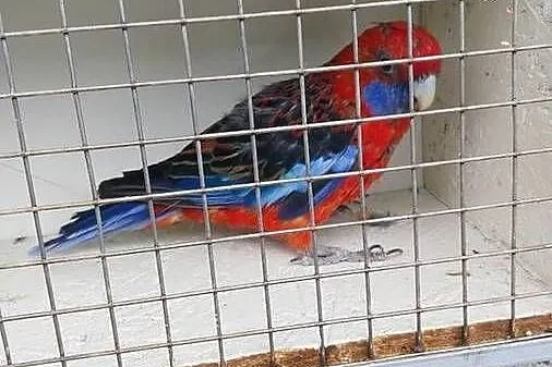 Aleksandretta chińska, Opolskie, Chrzelice