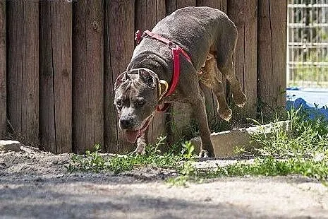 Wyjątkowa, proludzka HELENKA do adopcji.,  mazowie