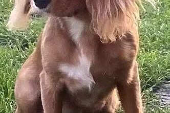 Cavalier King - suczka rubinowa
