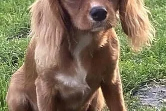 Cavalier King - suczka rubinowa, Wielkopolskie, Budzisław Kościelny