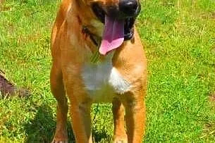 LUZAK - piękny, młody wesoły psiak do adopcji,  ma