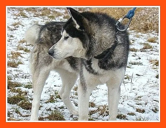 POLARNY niedowidzący pies w typie husky,towarzyski