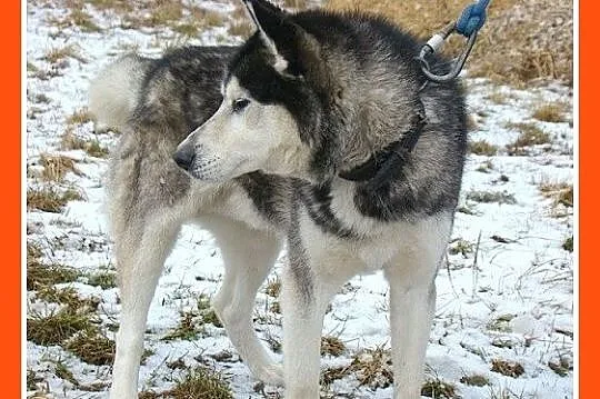 POLARNY niedowidzący pies w typie husky,towarzyski