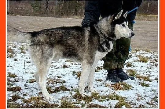 POLARNY niedowidzący pies w typie husky,towarzyski