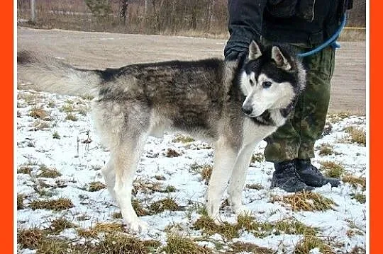 POLARNY niedowidzący pies w typie husky,towarzyski