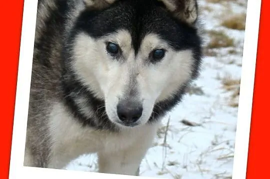 POLARNY niedowidzący pies w typie husky,towarzyski